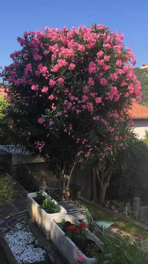 Beautiful Apartment With Garden Amelie-les-Bains-Palalda Luaran gambar